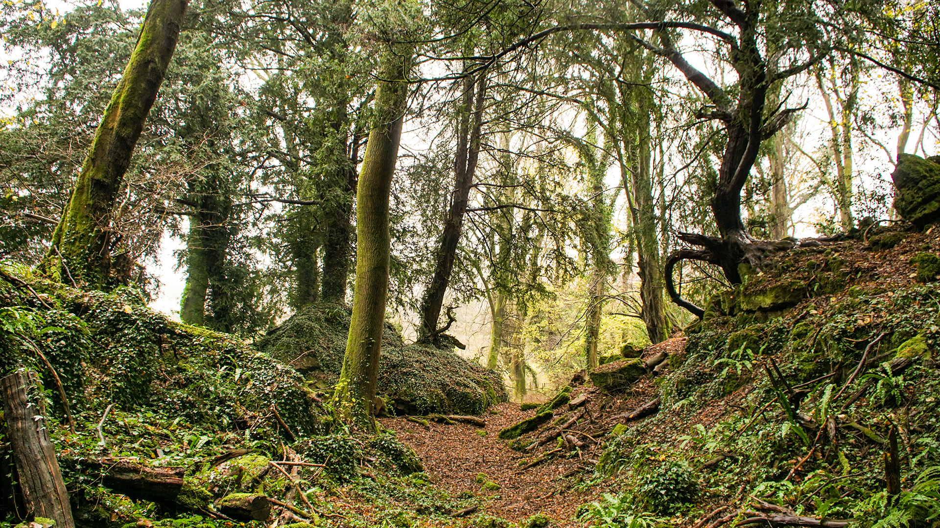 puzzlewood in the forest of dean